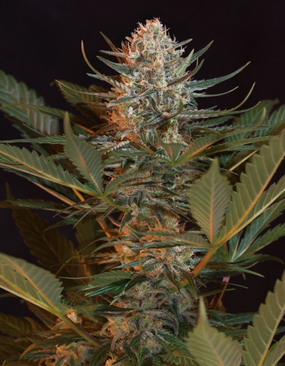 Black Jack Herer Black Jack Herer