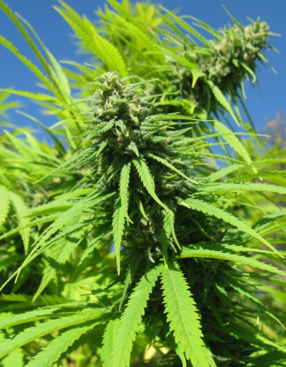 Outdoor Super Skunk Outdoor Super Skunk