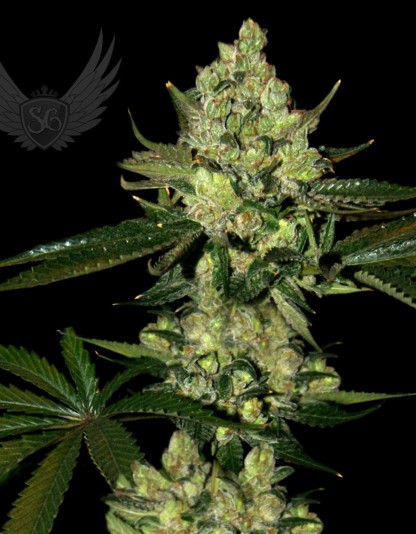Super Diesel Auto Super Diesel Auto