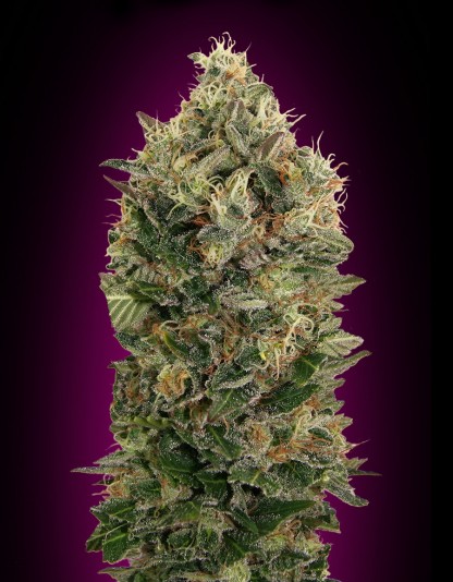 Auto Black Diesel Auto Black Diesel