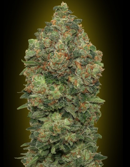 Auto Critical Soma Auto Critical Soma