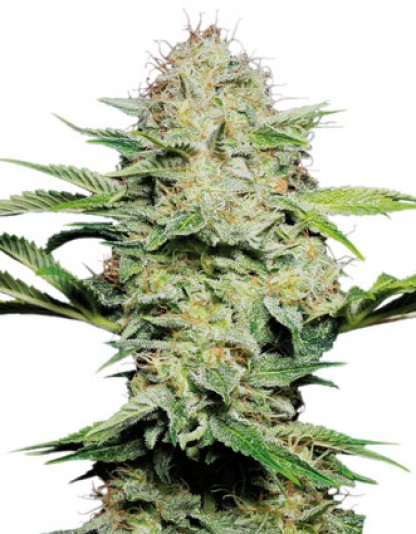 Sensi Skunk Auto Sensi Skunk Auto