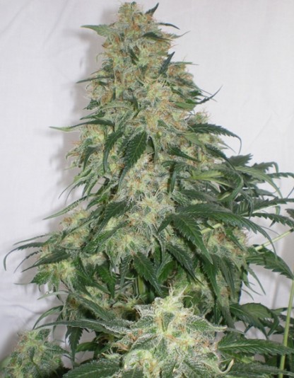 Auto Amnesia X-treme Auto Amnesia X-treme