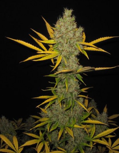 Auto OG Kush X-treme Auto OG Kush X-treme