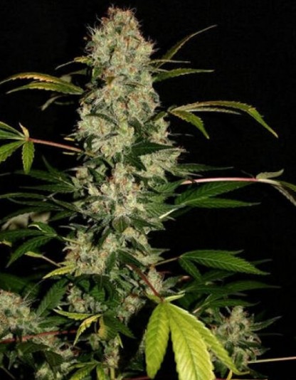 Outdoor Critical Outdoor Critical