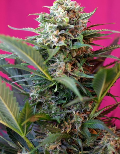 2xBig Devil XL - Sweet Seeds 2xBig Devil XL - Sweet Seeds
