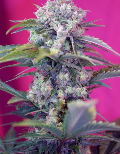 Cream Mandarine Auto - Sweet Seeds Cream Mandarine Auto - Sweet Seeds