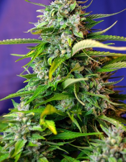 2xJack 47 Auto - Sweet Seeds 2xJack 47 Auto - Sweet Seeds