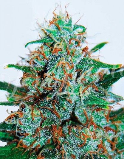 Critical Neville Haze Auto Critical Neville Haze Auto