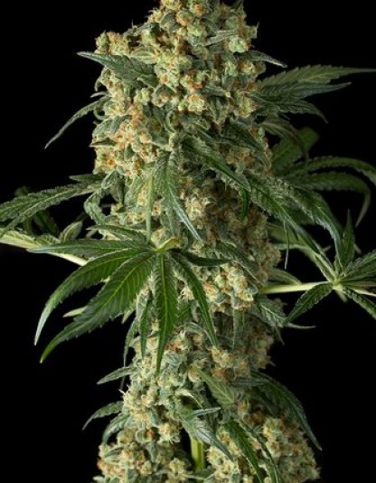 Big Kush Big Kush