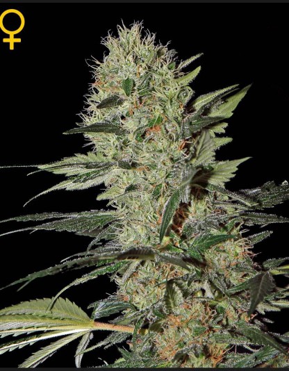 Exodus Cheese Autoflowering Exodus Cheese Autoflowering