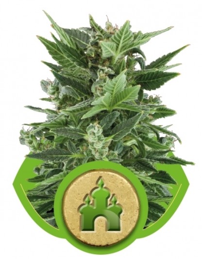 Royal Kush Automatic Royal Kush Automatic