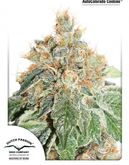 AutoColorado Cookies AutoColorado Cookies