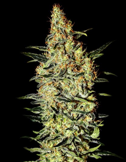 Auto THC Haze Auto THC Haze