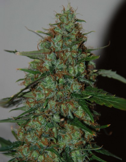Auto Thailand Sativa Auto Thailand Sativa