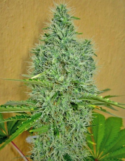 Auto Afghan Mass Auto Afghan Mass