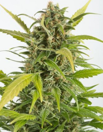 Haze Autoflowering CBD Haze Autoflowering CBD