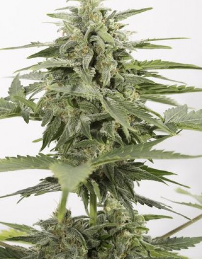 Industrial Plant Auto CBD Industrial Plant Auto CBD
