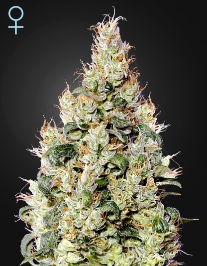 Exodus Cheese Auto CBD Exodus Cheese Auto CBD