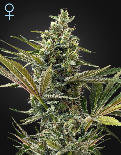 Super Lemon Haze Auto CBD Super Lemon Haze Auto CBD