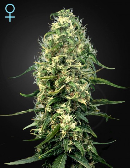 Super Silver Haze CBD Super Silver Haze CBD