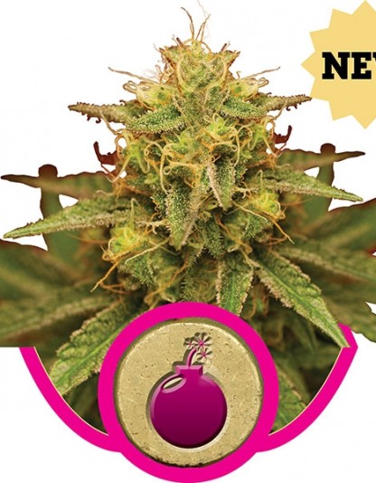Royal Domina Royal Domina