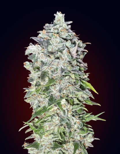 Auto 00 Kush Auto 00 Kush
