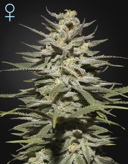 Super Lemon Haze CBD Super Lemon Haze CBD
