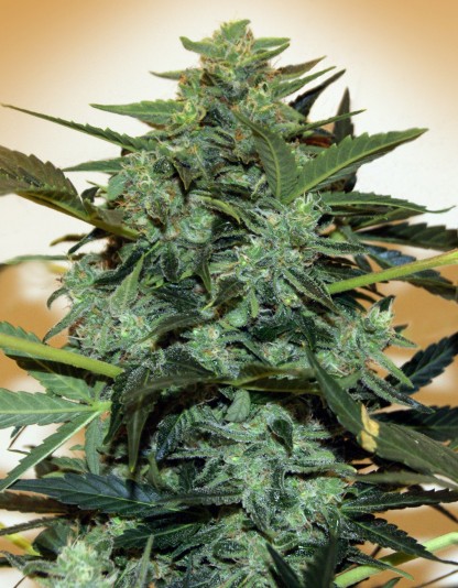Auto Cheese Berry Auto Cheese Berry