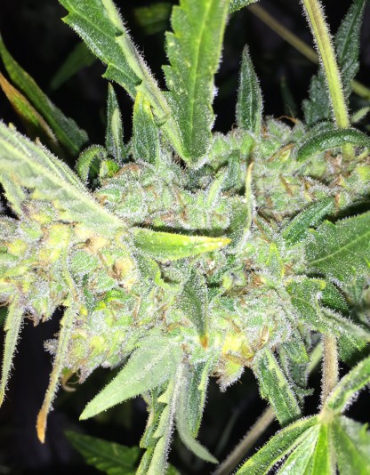 Auto White Widow x Big Bud Auto White Widow x Big Bud
