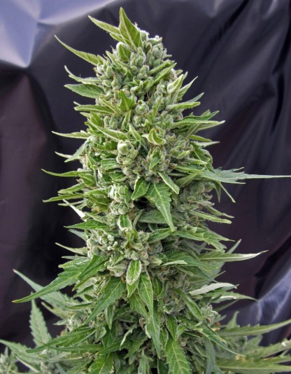 Auto Northern Lights Auto Northern Lights