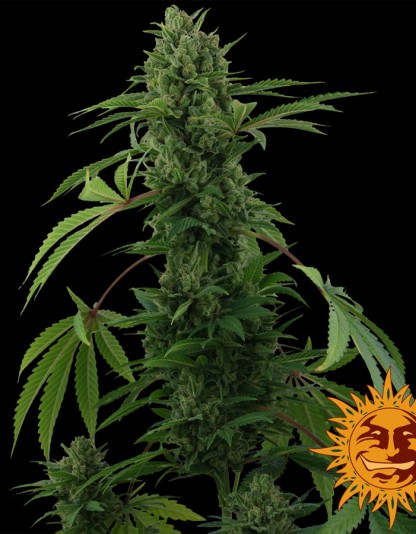 Pineapple Express Pineapple Express