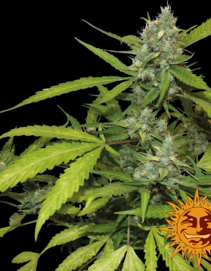 Sweet Tooth Auto Sweet Tooth Auto