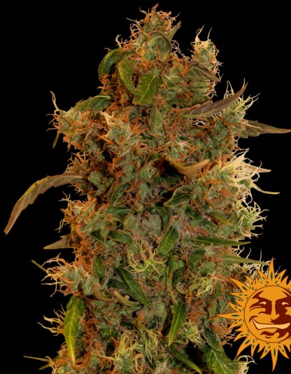 8 Ball Kush 8 Ball Kush