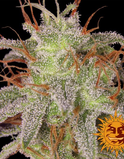 Amnesia Lemon Amnesia Lemon