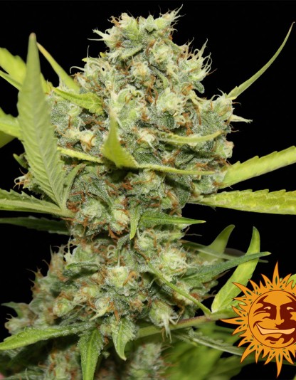 Pineapple Chunk Pineapple Chunk