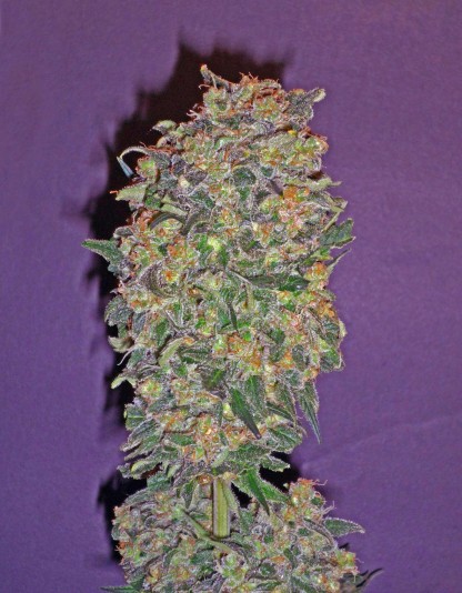 Chocolate Kush Chocolate Kush