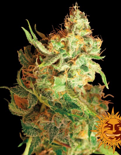 Red Dragon Red Dragon