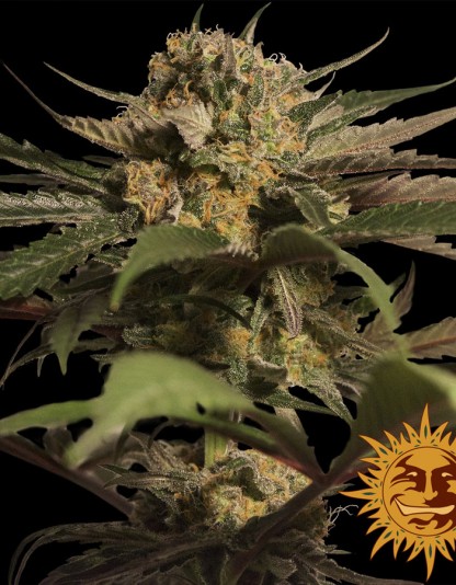 Violator Kush Violator Kush