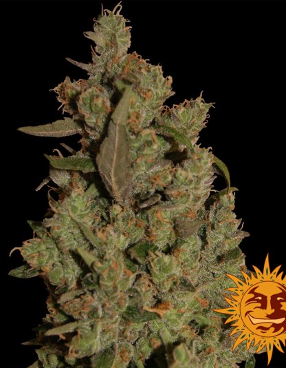CBD Critical Cure CBD Critical Cure