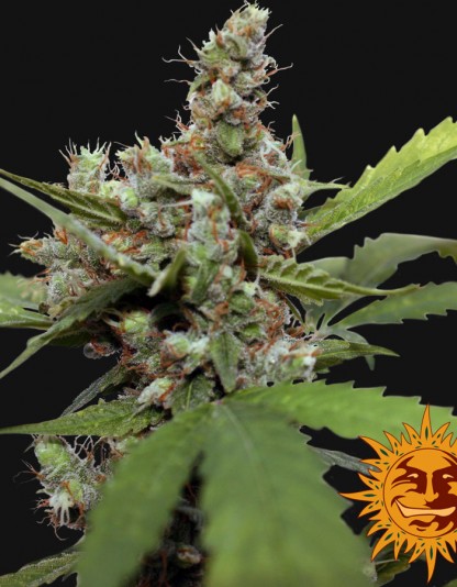 CBD Blue Shark CBD Blue Shark