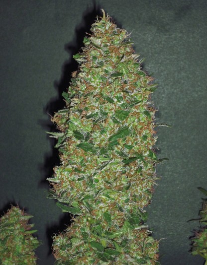 Chocolate Skunk Chocolate Skunk