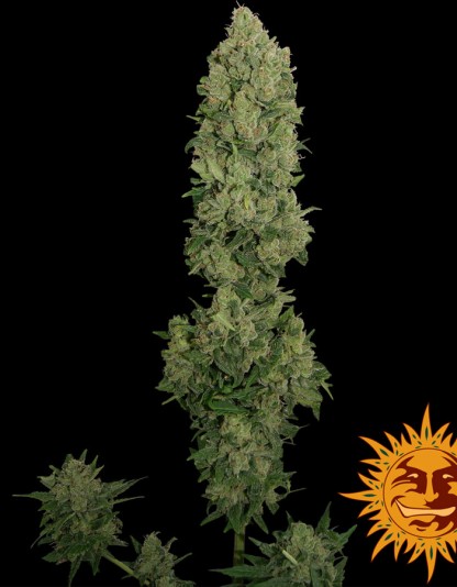NYC Diesel Auto NYC Diesel Auto