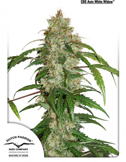CBD Auto White Widow CBD Auto White Widow