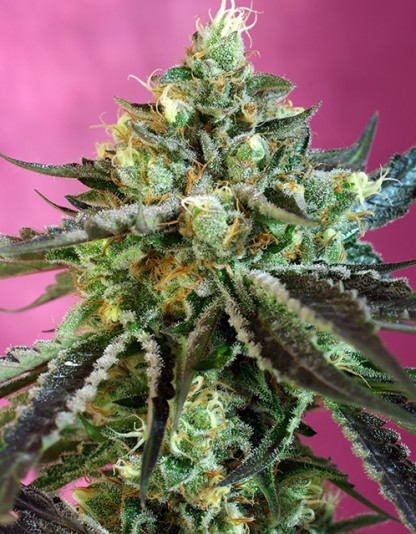 Sweet Nurse Auto CBD Sweet Nurse Auto CBD