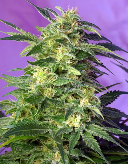 Killer Kush Auto - Sweet Seeds Killer Kush Auto - Sweet Seeds