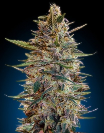 Auto Blue Diesel Auto Blue Diesel