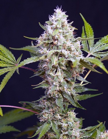 Auto Afghan Haze Auto Afghan Haze