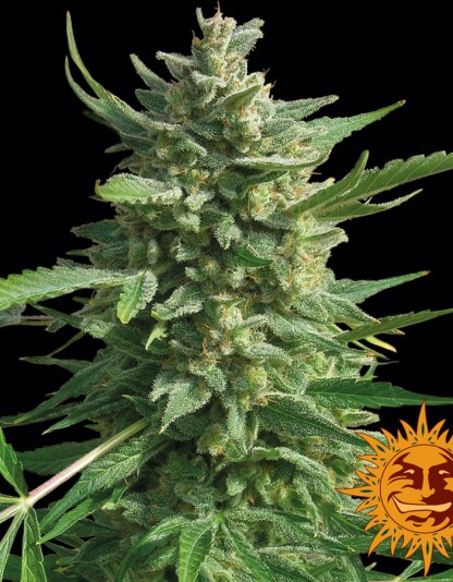 2x Critical Kush - Barney's Farm 2x Critical Kush - Barney's Farm