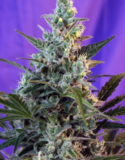 Sweet Skunk Auto - Sweet Seeds Sweet Skunk Auto - Sweet Seeds